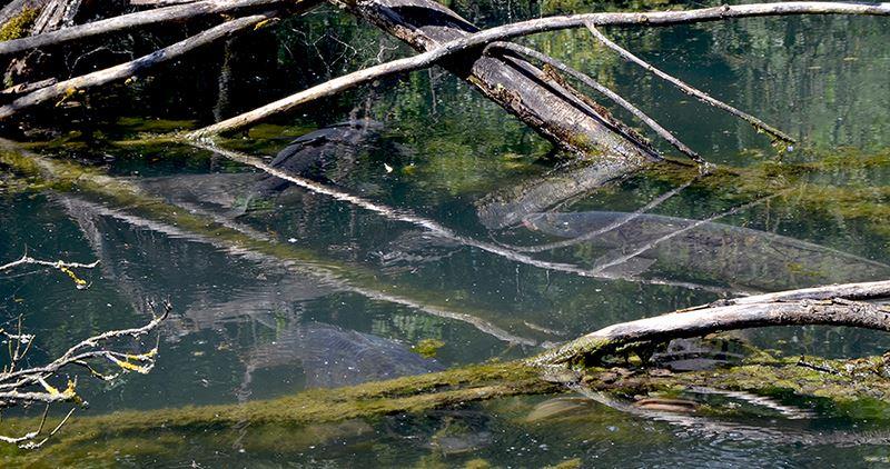 carpbook - 93388420598634622527264140535n.jpg